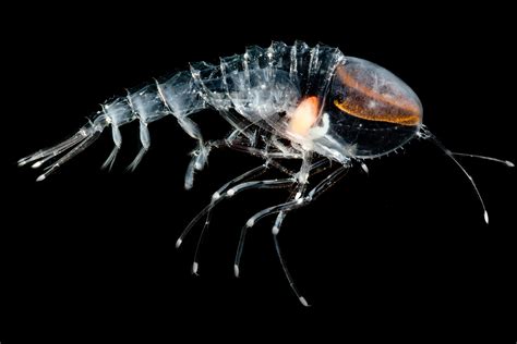  Amphipod! A Tiny Crustacean With An Extraordinary Swimming Ability