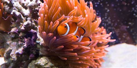  Strawberry Anemone! Discovering the Enchanting World of these Colorful Reef Inhabitants