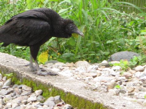  Vulture! A Majestic Soaring Bird With Powerful Talons And An Appetite For Carrion