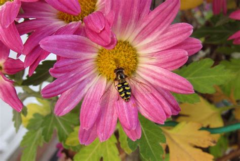 Hoverfly - A Tiny Master of Mimicry and Aerial Acrobatics!