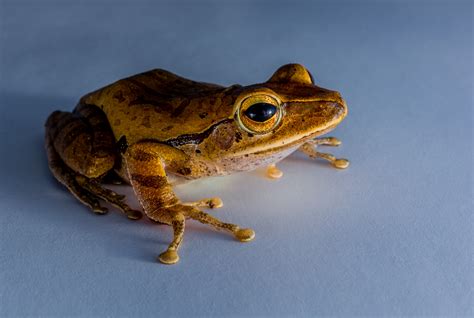 Toad! An Amphibian Wonder Hiding Incredible Skin Camouflage and Striking Vocalizations in Plain Sight!