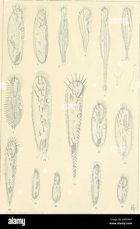 Uroleptus:  An Intricate Ciliate With Voracious Appetite and Remarkable Regenerative Capabilities!